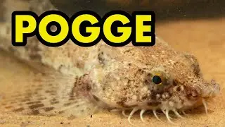 Pogge or Armed Bullhead