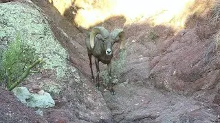Desert Bighorn Sheep at a small pool of water.   Wild Arizona!