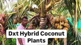 Dxt Hybrid Coconut Plants #agriculture #coconut