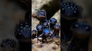 #CuteAnimals#WeirdPets#StrangeCreatures#FunnyAnimals#UnusualPets#AnimalFun#PetAdventures