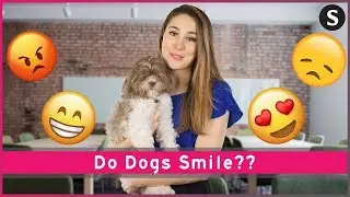 Do Dogs Smile?