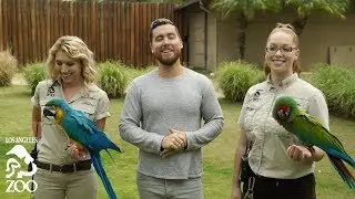 Lance Bass is an L.A. Zoo Ambassador