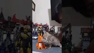 #straycat #straycats #stray #cat #cats #michis #michi #gato #gatitos #gatos #blokes #block #notlego