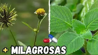 10 PLANTAS MEDICINAIS MAIS MILAGROSAS QUE VOC&Ecirc; DEVE TER EM CASA
