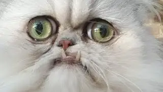 The Complete Story Of Wilfred The Cat (5 Ugly Cat Videos)