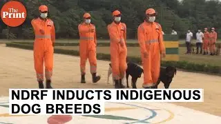 NDRF inducts indigenous dog breeds for rescue operations under PM's 'vocal for local' initiative