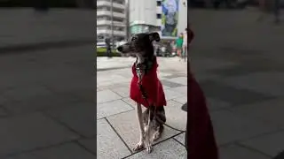 #Dog #東京 #表参道 #さんぽ #italiangreyhound #chloe