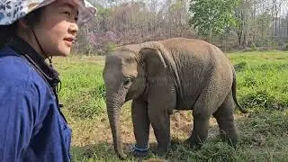 เด็กชายแทนทอง ตัวแสบแห่งโขลงช้างปางบุญ