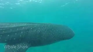 Diving in Thulusdhoo island by Sea Retreats