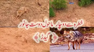 Jackal an Environment Friendly  Animal is in Danger | Wildlife of Potohar @ExplorePotohar