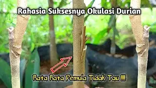 Ilmu Paling di Cari !! Masih Gagal Okulasi Durian !! Ini Rahasianya Saya Bagikan, GRATIS !!