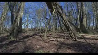 Cinematic - Cinewhoop in the woods - Beta95 V3 - DJI FPV