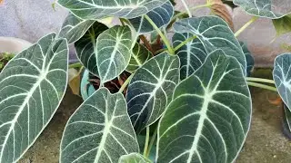ALOCASIA PLANT OF BLACK VELVET EASY TO PROPAGATE PLANT