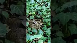#shorts #backyard #rabbit