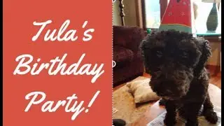 Dog Birthday Parties?  Happy Birthday Tula!