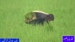 Has Ras Sanwal yar by Attulha khan Esakehlvi