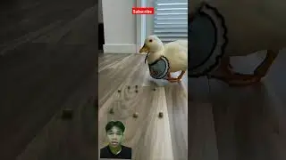 Funny Behavior Of Ducks That's So Funny🦆🦆 #youtubeshorts #shorts #duck #cute #pets