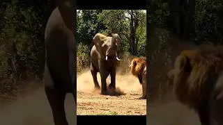 Elephant vs lion