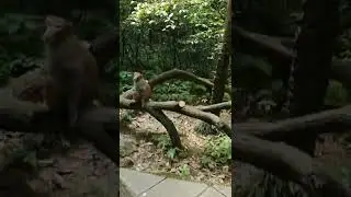 Monkey world #short #monkeyworld #monkeygarden #primates