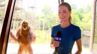 reject modernity, embrace orangutan
