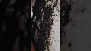 overground lasius tunnel #ant #ants #insects #antlife #nature #antsantics