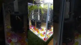 My new mini Aquarium 😍 🐟  #bettafish #guppyfish #aquarium #shortsfeed #fightingfish #shorts #setup