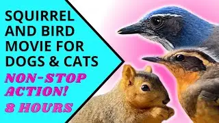 8 HOUR Movie for Dogs and Cats! Non-stop Squirrel and Bird Feeding Action. Relaxing for Humans Too!