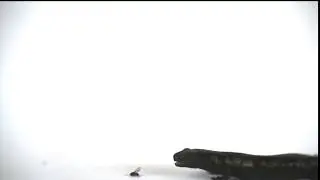Bolitoglossa franklini ballistic tongue projection