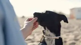 Dog Food Commercial Voice Over Sample -#femalevoiceover #voiceoverartist #voiceactor