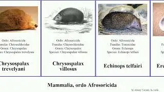 Mammalia, ordo Afrosoricida asiatica hova villosus Chrysospalax Microgale Hemicentetes Eremitalpa