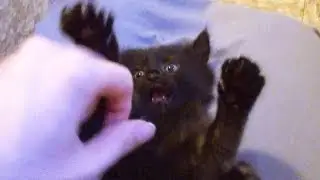 Black Cat Stick 'Em Up!!