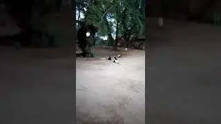 Clobus monkey at omo valley