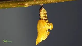Wildlife of Bhutan-Life cycle of Common Sergeant-Butterfly Tour
