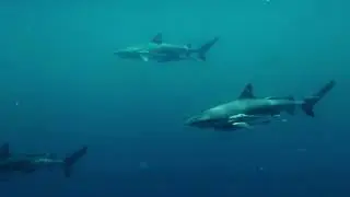 Pindito Raja Ampat Mai/June 2019 - Part 2 (original audio)
