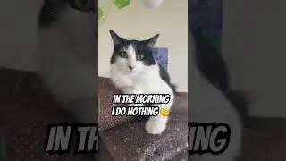 POV: Your Daily Routine Be Like&hellip; 🐾😂  #CatShorts  #WhatDoYouDo #CatMeme  #LazyCat #CuteCats