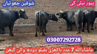 watch nili ravi ki bakhdri buffalo for sale 28-1-2026 in punjab pakistan on YouTube 