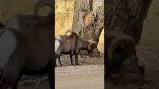 🐏Ram doing Head Butt  #rams #bighornsheep #headbutt #lol #funny