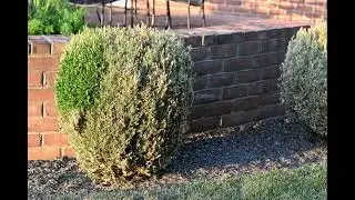 Box tree moth, destroyer of boxwoods
