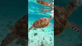 #trip #ocean #turtle #nature #workout #fit #fitboy #men #happy #trening #trening #beach