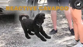 Cavapoo Highly Dog Reactive and Needy