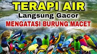 MENGATASI BURUNG MACET BUNYI LANGSUNG GACOR,TERAPI AIR UNTUK SEMUA JENIS BURUNG MACET BUNYI 
