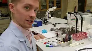 Level 2 Microbiology & Immunology | Isolation and Characterisation of Staphylococcus spp. (Part 2)