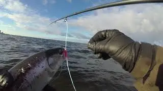 Vi startede p&aring; Vestsj&aelig;lland men endte p&aring; Falster, 1 blank fisk