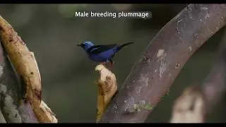 Adult Male Plumage -  Breeding and Non-breeding - Red legged Honeycreeper II