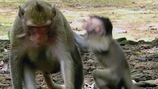 Baby monkey Princeten  super cried loudly by hungry because mom refuse milk