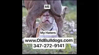 THE MASTER OF ALL BULLDOGS IS THE BEST DOG BREEDER AND MOST KNOWLEDGEABLE ABOUT ALL BREEDS OF DOGS