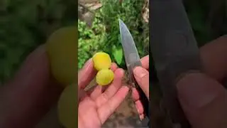 🍊Satisfying Clips | Ninja Cutting Satisfying #shorts #Shorts #satisfyingclips
