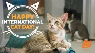INTERNATIONAL CAT DAY