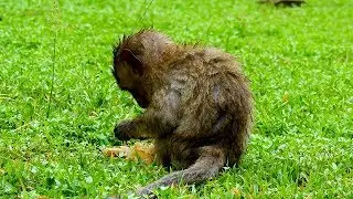 Polino Cool..Wet..Hungry !! Poor Baby Very Quiet | Polino Needs Warmly Care & Milk.