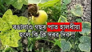 ৰঙালাও কলি বোৰ বেয়া নহবলৈ কি কৰিব || ৰঙা লাউ খেতি কৰাৰ পদ্ধতি // process of pumpkin cultivation